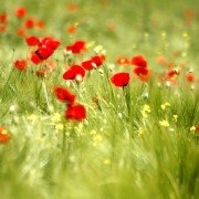 _MG_8200 _MG_8200